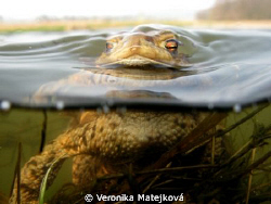 Curious frog by Veronika Matějková 